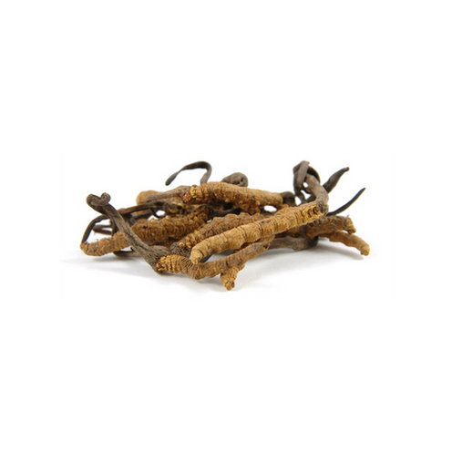 Cordyceps Sinensis – Der König der Adaptogenen für Energie, Ausdauer & Lebergesundheit