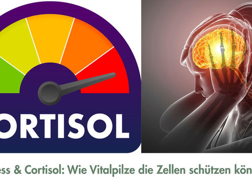 Cortisol Kopfweh Vitalpilz Stress Zellschutz