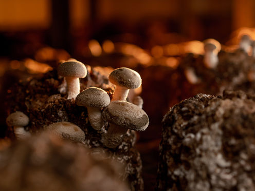 Shiitake lentinufa edodes Vitalpilz Immunsystem Pilzzucht