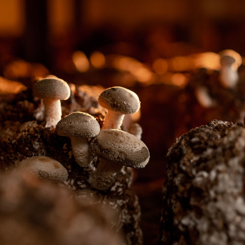 Shiitake lentinufa edodes Vitalpilz Immunsystem Pilzzucht
