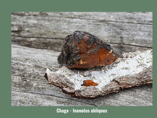 Chaga Pilz Inonotus obliquus