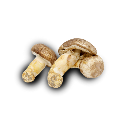 Agaricus blazei murrill: Der Vitalpilz mit beeindruckendem Gesundheitspotenzial