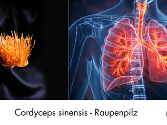 Cordyceps_sinensis_raupenpilz
