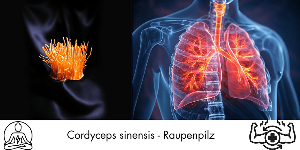 Cordyceps_sinensis_raupenpilz