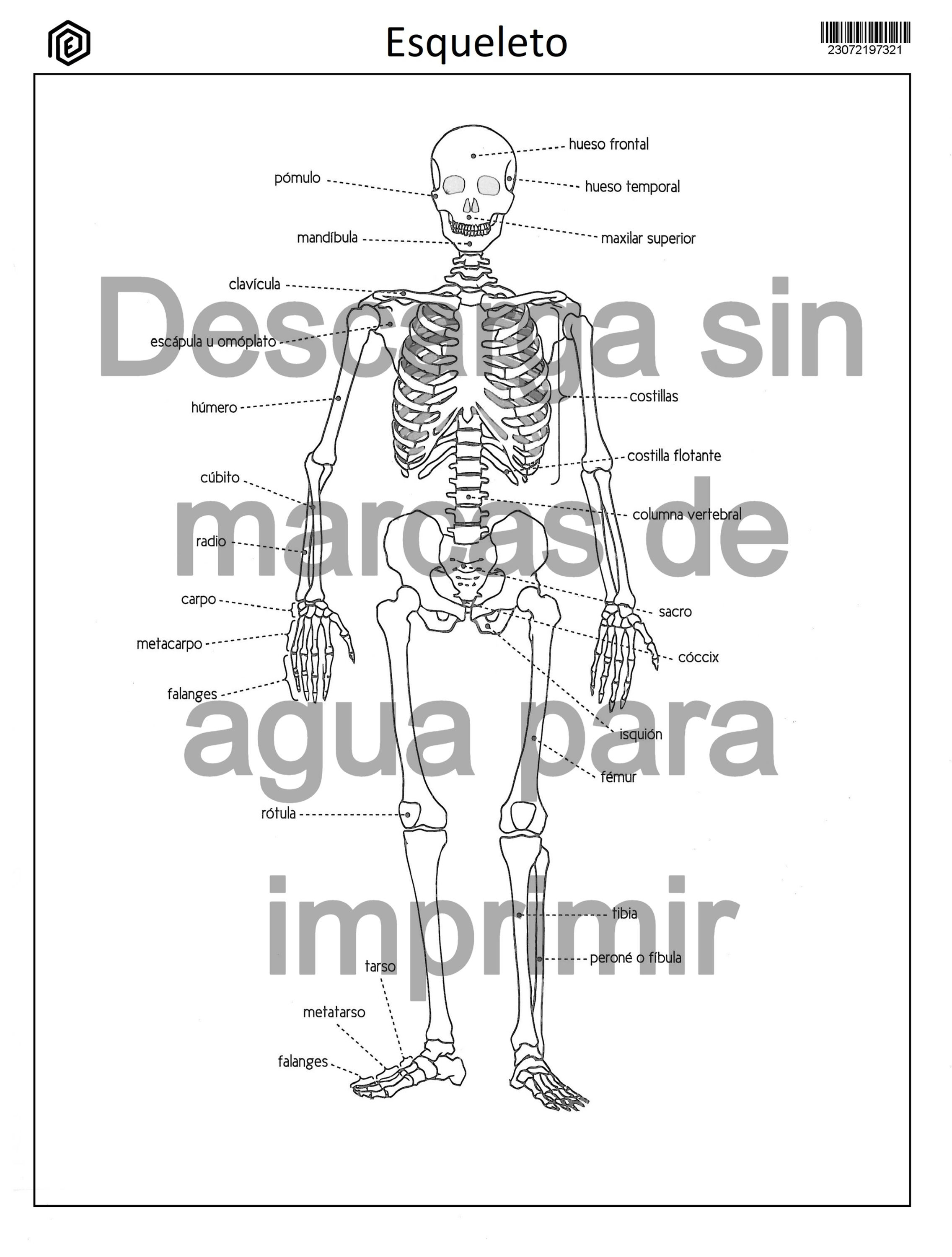 Sistema óseo o esqueleto con nombres