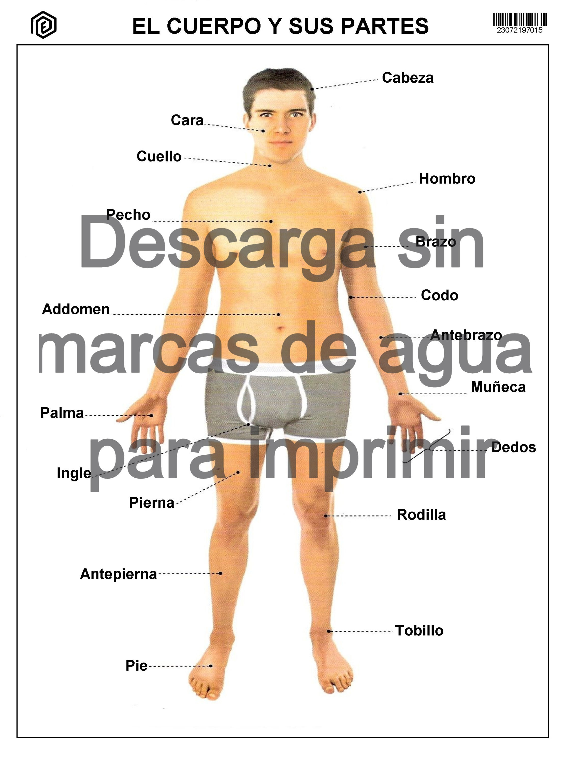 El Cuerpo y sus partes con nombres