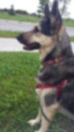 A german shepherd mix sitting on the grass facing left with one ear turned towards the camera. She is wearing a red front-clip harness and a pink and orange collar.