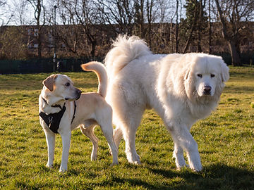 A large white Pyrenees type dog and a labrador retreiever wearing a harness stand in a green field with trees in the background.
