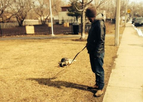 A German shepherd dog mix lying on her side while a human stands nearby holding the leash