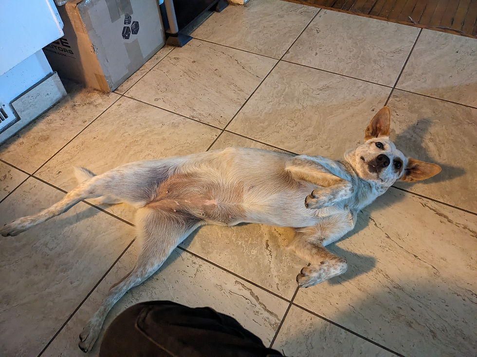 A white and red Australian heeler lies on a tile floor on her side asking for belly rubs.