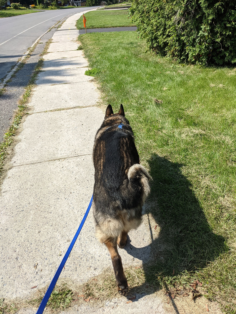 A German shepherd dog walking on a leash on a sidewalk