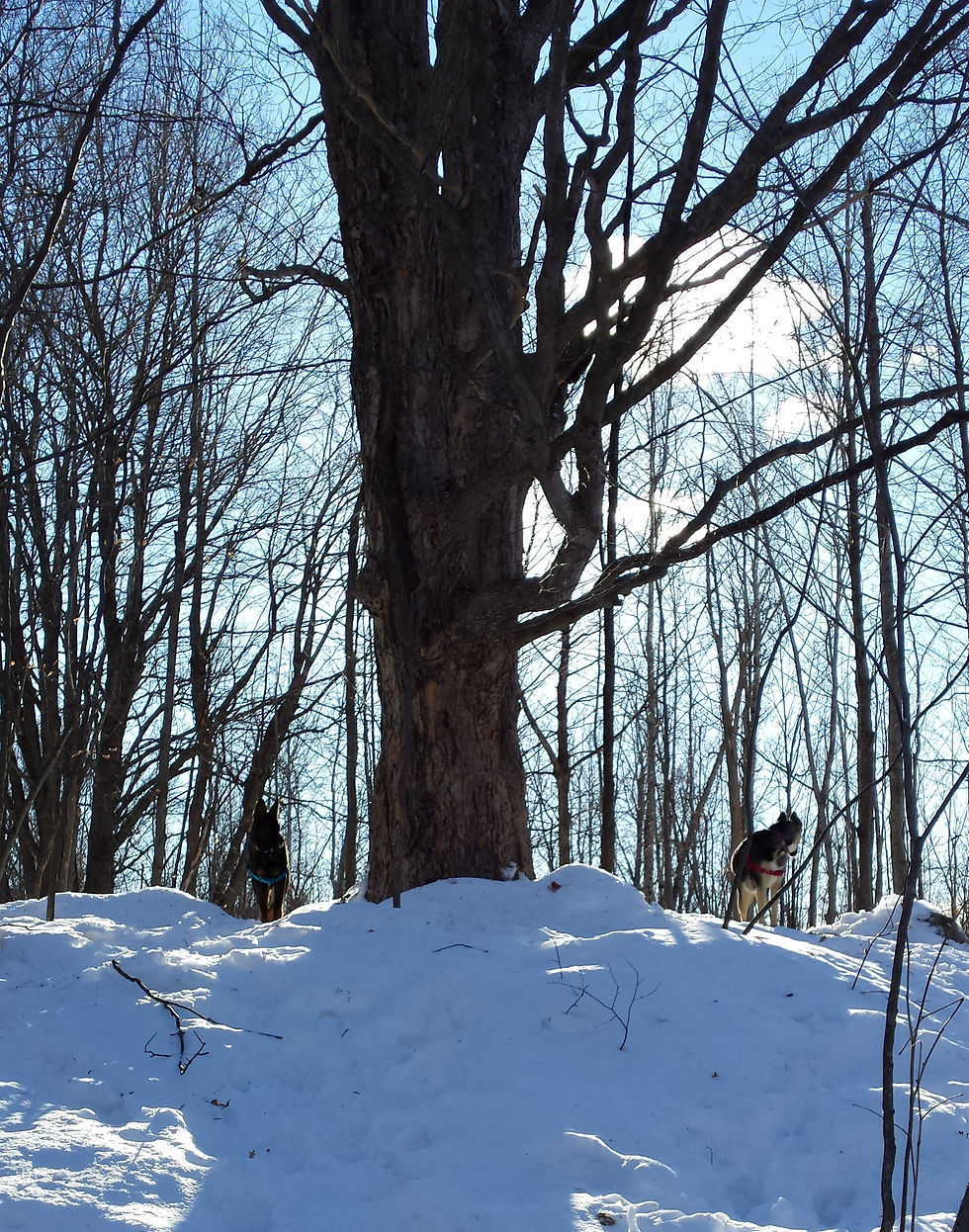 Two German shepherd dogs on either side of a tree in the snowy woods.