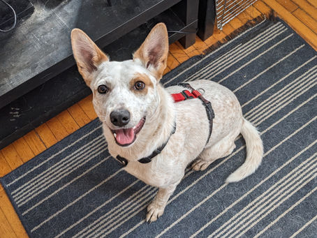 A white and tan cattle dog sitting on a blue and white striped rug.