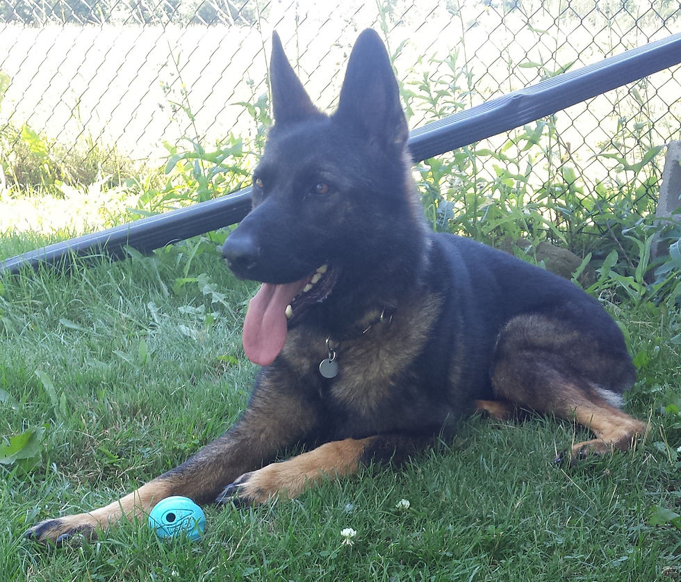 Obi relaxing in our yard with his beloved ball after some cooldown fetch.