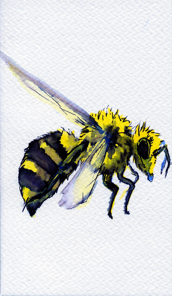 Bee IMG_0117.png