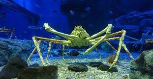 Darkness in the Depths of the Sea 