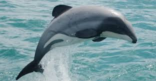 Vaquita - The Most Endangered Sea Creature
