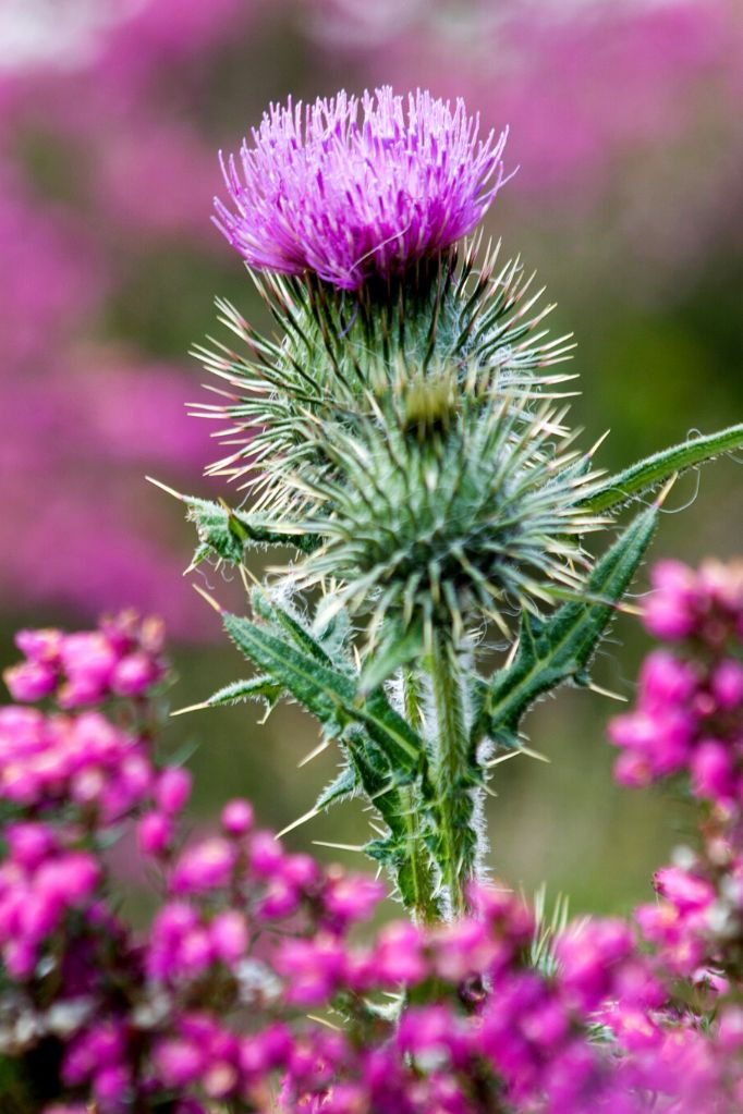 Miniaturbild: Sensitive Allrounder – mildes DISTELÖL