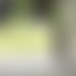 今日のにゃんこ