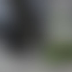 今日のにゃんこさん