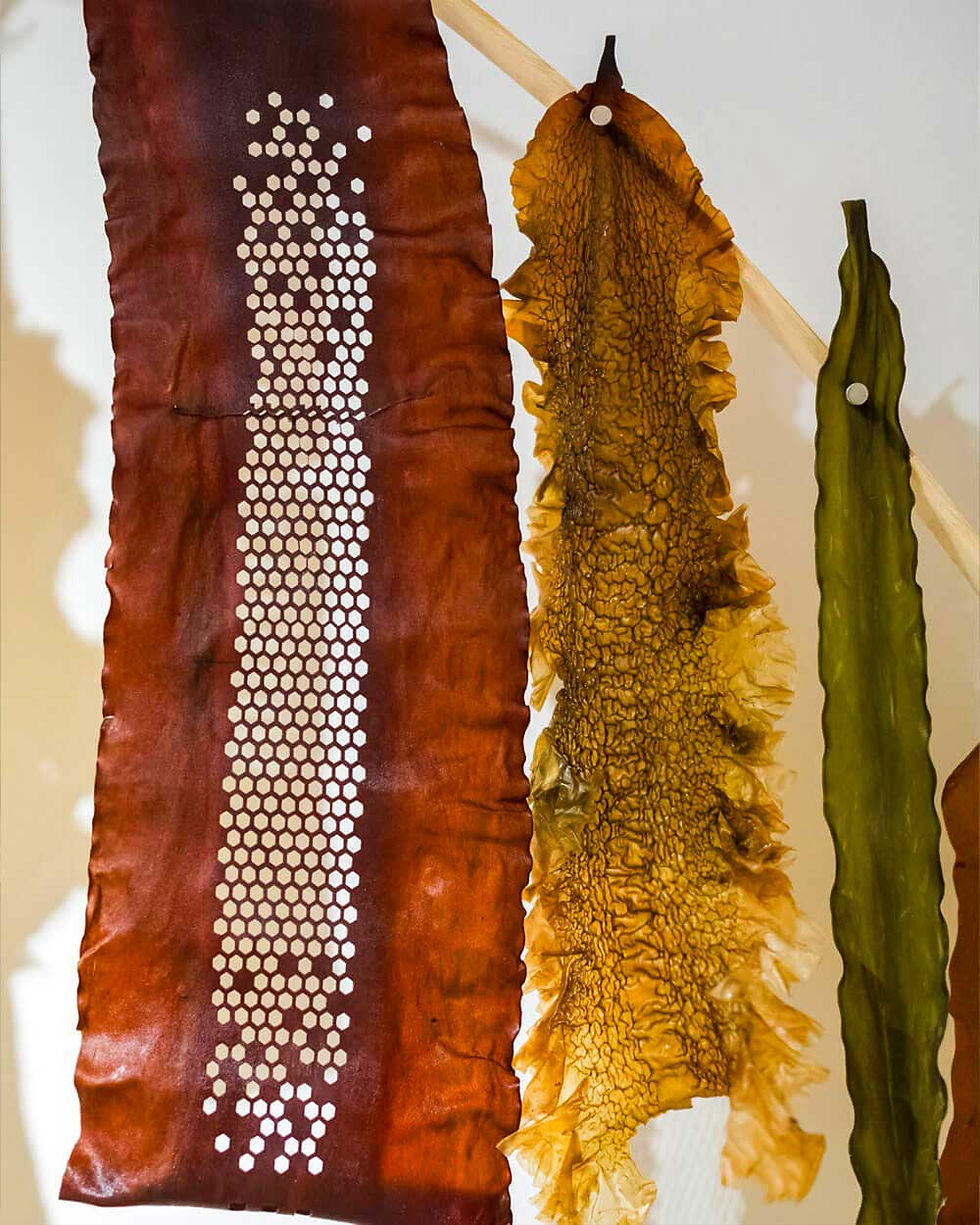 biomaterials of algae hanging