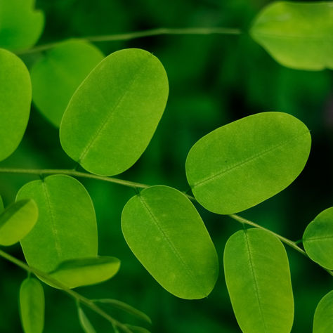 Moringa: Health Benefits and Applications