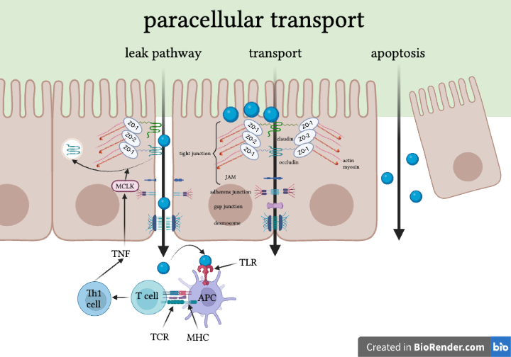 diagram of leak pathway of paracellular transport and activation of T cells