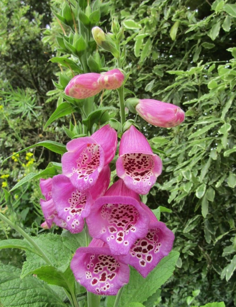 Foxglove Mix Digitalis purpurea & Digitalis x mertonensis 'Summer