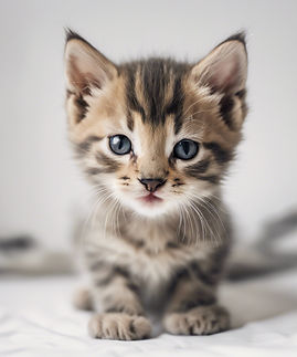KITTEN WITH WHITE BACKGROUND.jpg