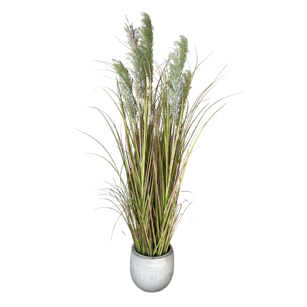 Potted Toi Toi in Ceramic pot