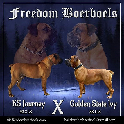 freedom boerboels journey and ivy.jpg