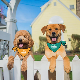 Dogs on fence.png