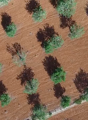agricultura-sostenible-ibiza-marlives-1.png