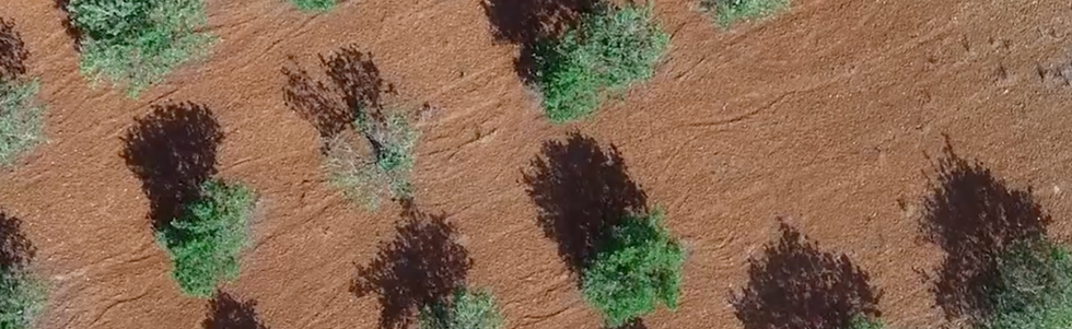 agricultura-sostenible-ibiza-marlives-1.png