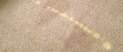 Carpet Dyeing Richmond Va