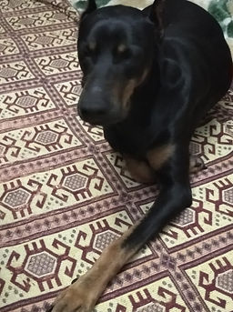 zeyna doberman 4.jpeg