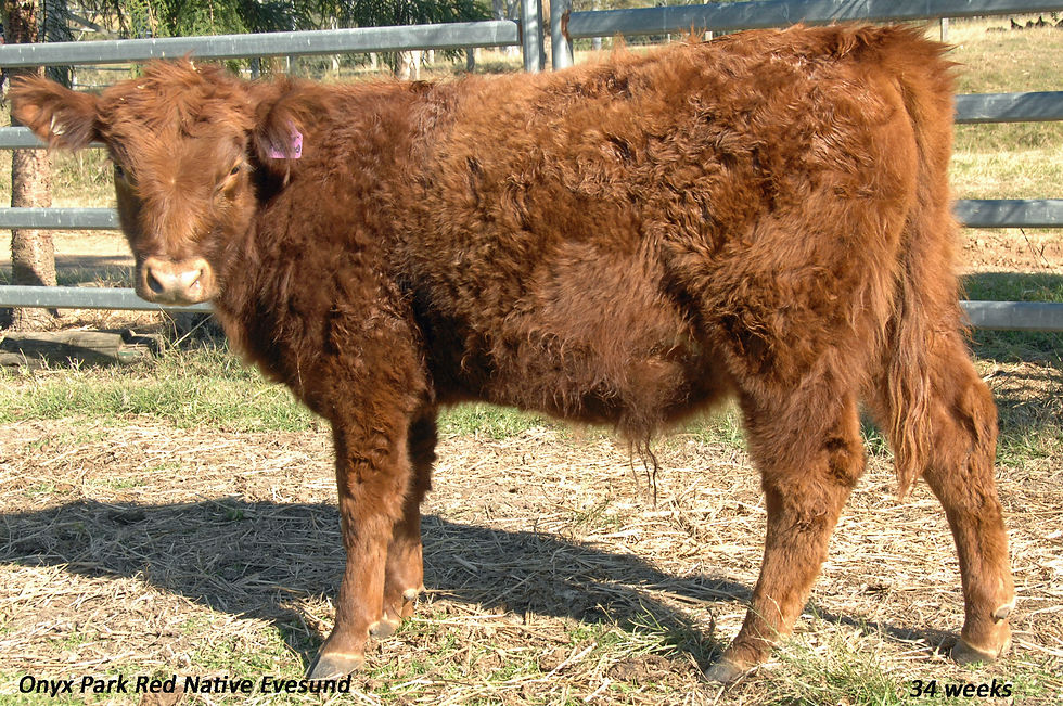 Red Native Evesund 20180821