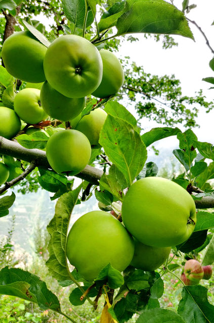 Kinnauri golden apples at The Labraha's Farms.