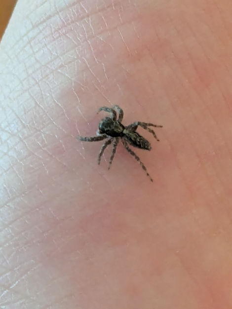 jumping spider