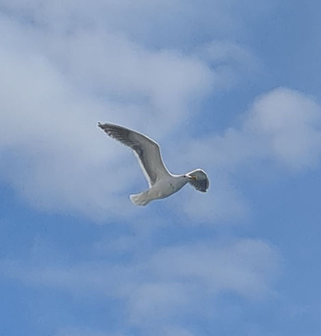 seagull
