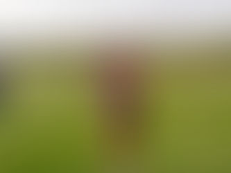 Photos From Plainfield Fast Cat Invite