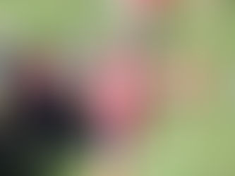 2025 XC Weekend Roundup: Week 2