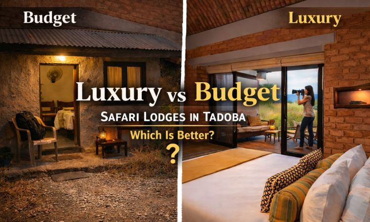Luxury vs Budget Safari Lodges in Tadoba: Which Is Better?