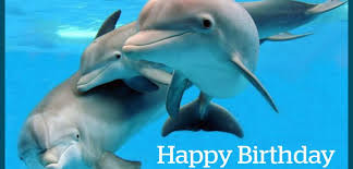 happy birthday with dolphins