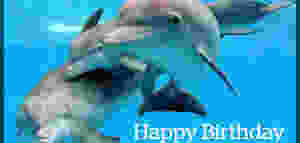 happy birthday with dolphins