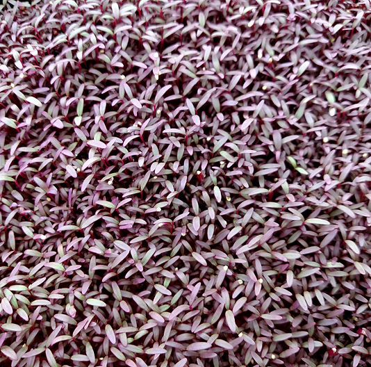 microgreens, micro, amaranth