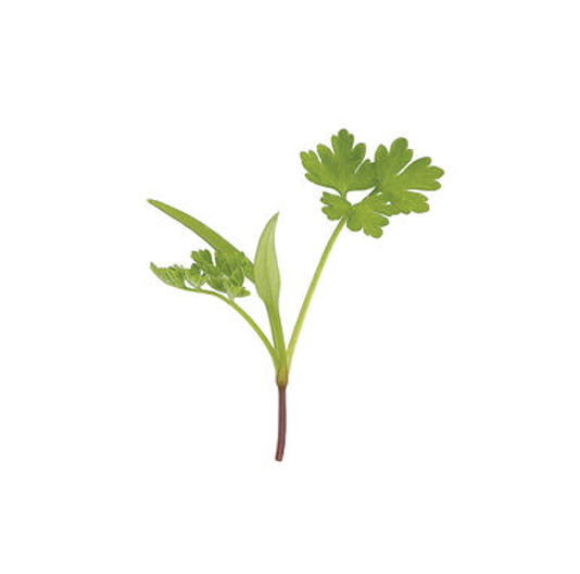 microgreen, micros, celery, anise, tarragon