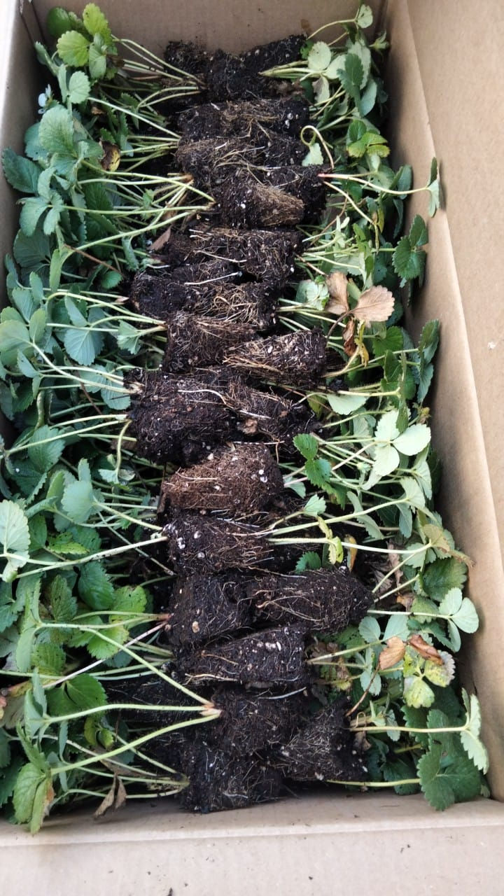 Miniatura: Planta en cepellón de todas las variedades