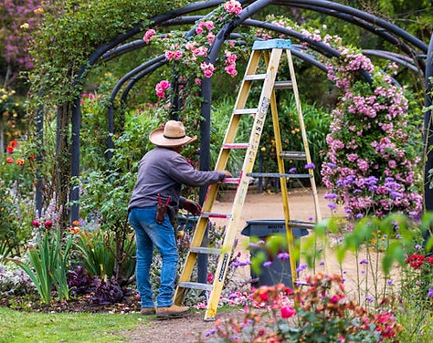 Male gardener holding ladder against flower trellis.