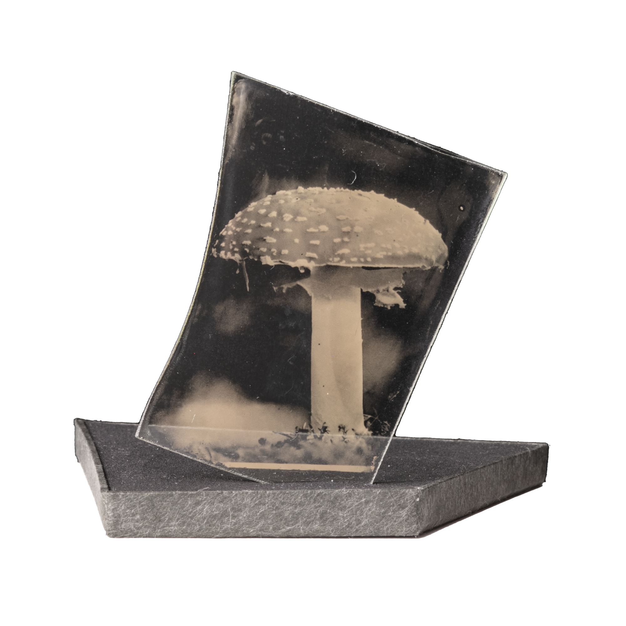 寫眞のカケラ-キノコ1